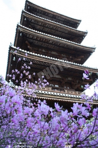 仁和寺 その2の桜の雲海五重塔