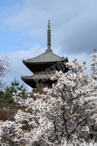 仁和寺の五重塔と桜