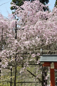 三千院の観音堂のすぐ横にも桜