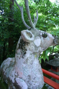 大原野神社の鹿