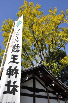 護王神社の旗と銀杏