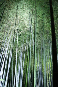 高台寺の竹のライトアップ
