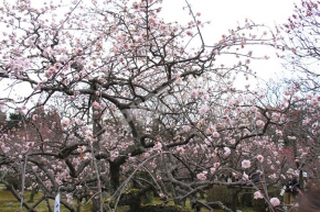小野梅園の梅