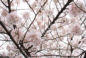 今が見ごろの桜