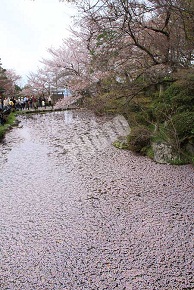 放生池一面に広がる桜の花びら