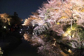 ライトアップされ池に反射する桜