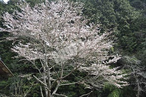 首塚大明神へ行く途中に咲いていた1本の桜