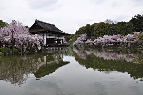 平安神宮 神苑　泰平閣の桜