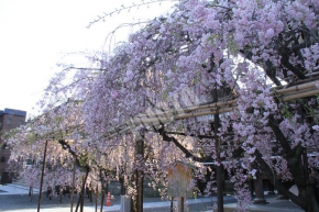 佛光寺の枝垂れ桜