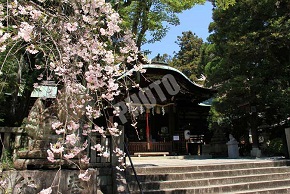 桜と拝殿