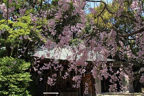 岡崎神社の枝垂れ桜