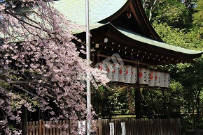 能舞台の少し手前の桜