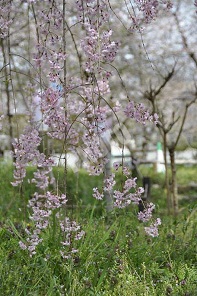 緑の芝生とピンクの桜のコントラスト