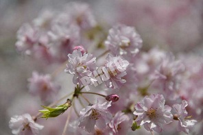 平野の桜