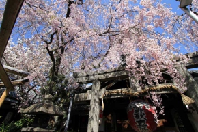 本堂前の歓喜桜