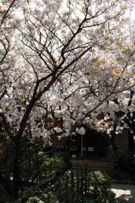 本堂の前に咲く歓喜桜