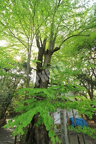 梨木神社 愛の木