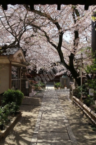 墨染桜