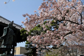日蓮の銅像と桜