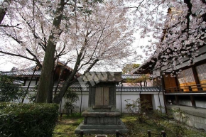 蓮乗院の石廟と桜の木