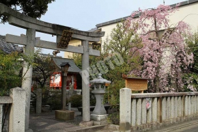 桜が見頃の安楽寺天満宮
