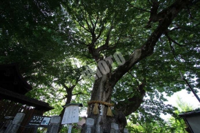 京都市の保存樹に指定されているムクノキ