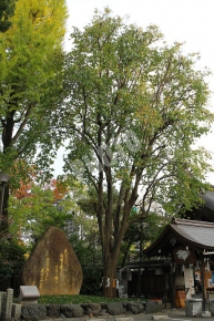 カリンの木と吉井勇の歌碑