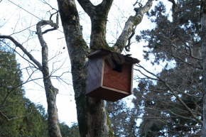 ムササビ用の巣箱