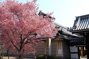 長徳寺のオカメ桜（オカメザクラ）