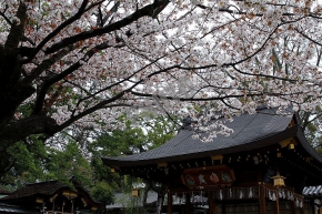 護王神社の桜